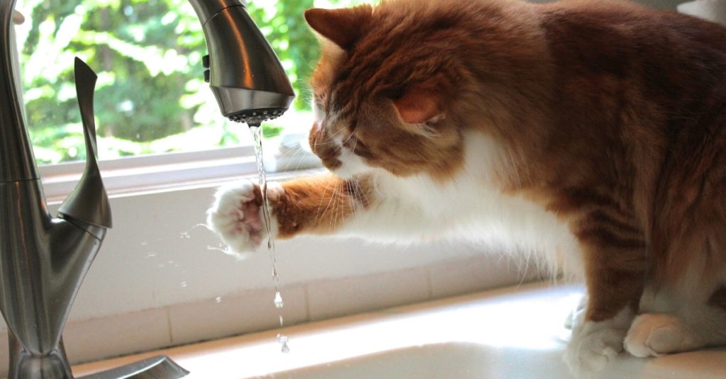 Pourquoi les chats aiment-t-ils tant boire au robinet
