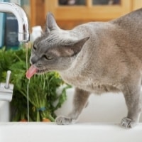 Chat qui boit au robinet
