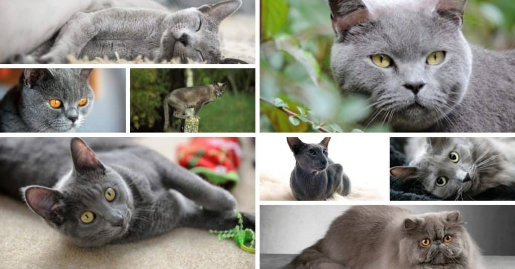 8 races de chats à pelage gris bleu
