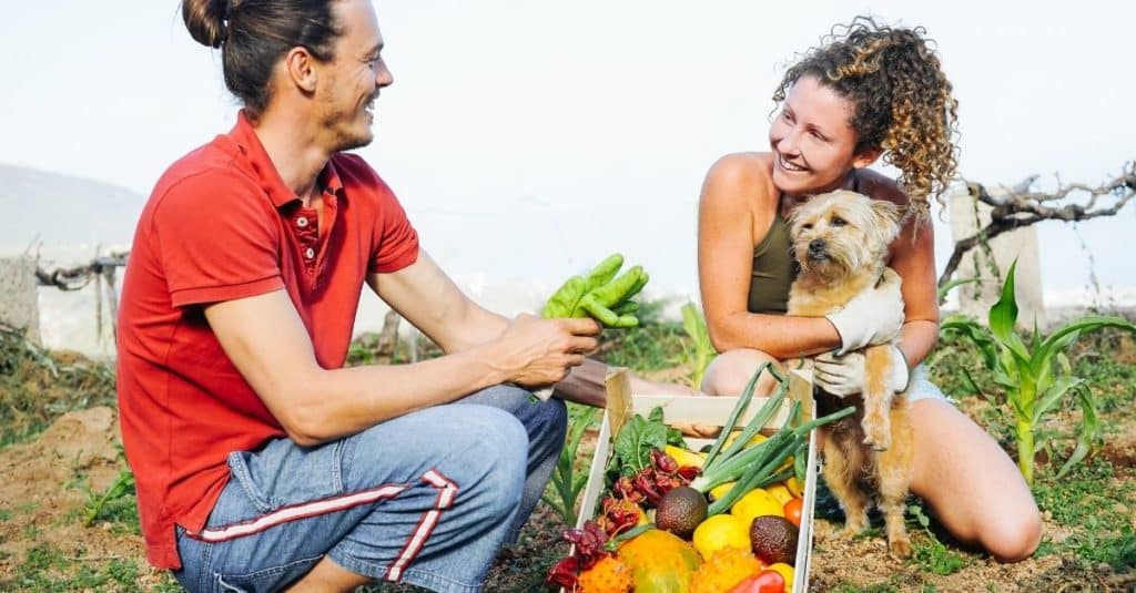 Fruits et légumes que votre chien peut ou ne peut pas manger