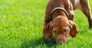 Pourquoi vous devez laisser votre chien renifler pendant sa promenade