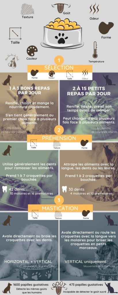 chiens vs chats alimentation