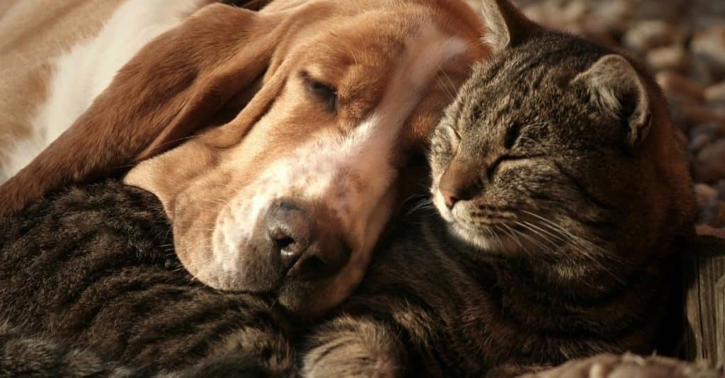 Détecter les apnées du sommeil du chien ou du chat