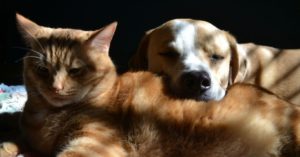 Comment fonctionnent les phéromones apaisantes pour chiens et chats