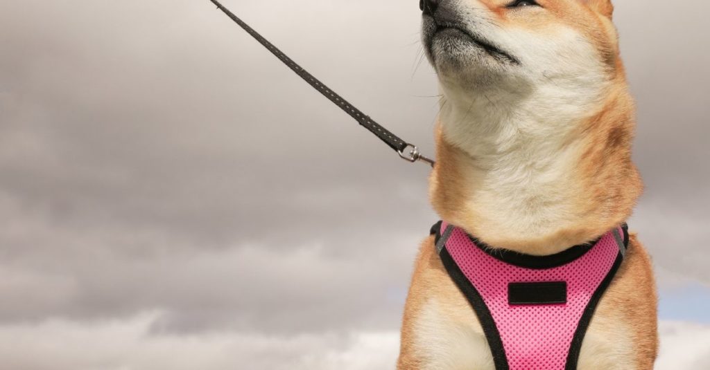 Pourquoi préférer le harnais au collier pour son chien