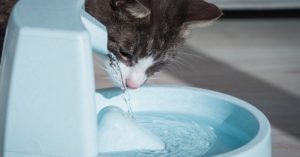 Une fontaine à eau innovante - Un investissement indispensable pour votre chat