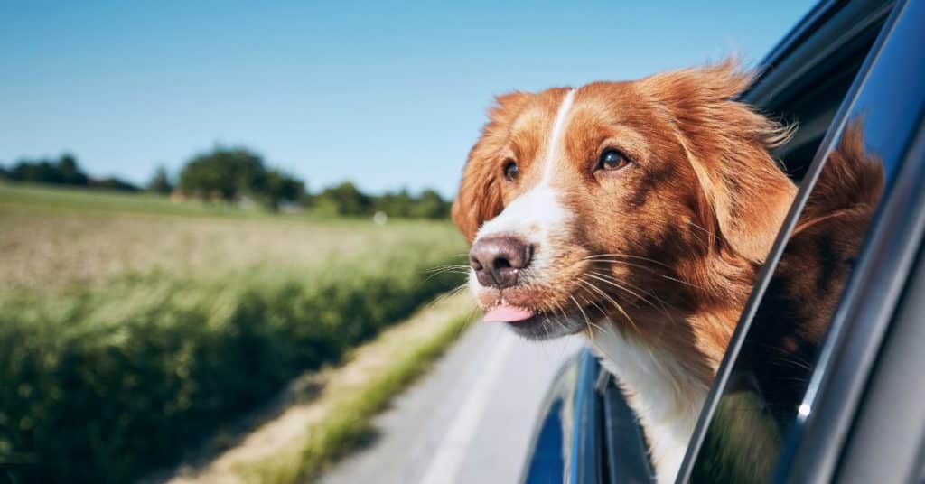 Comment réussir son voyage avec son chien