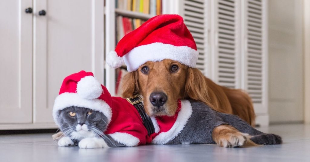 Préparez Noël pour vos Chiens et Chats - Nos Meilleures Idées Cadeaux